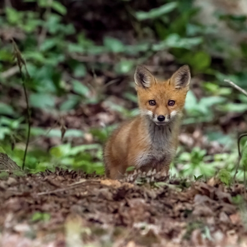 Young Fox