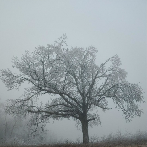 Foggy Tree