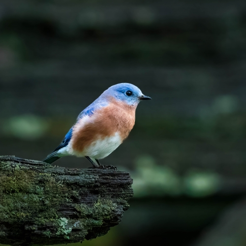 Cherokee Bluebird