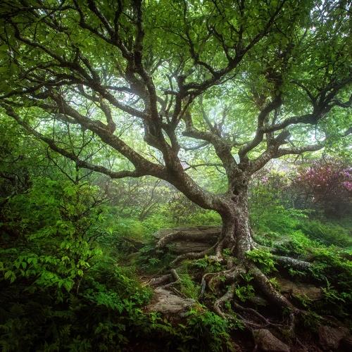 Twisted Birch at Craggy