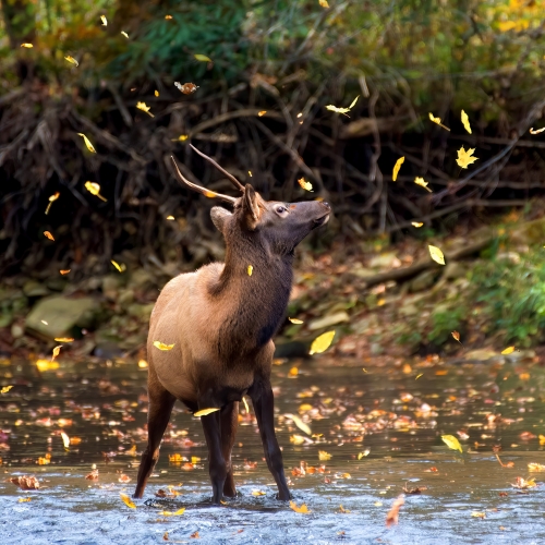 Wonders of Fall