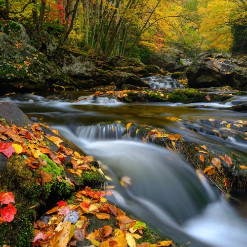 The Colorful Carpet of Autumn Serenaded by A Babbling Stream