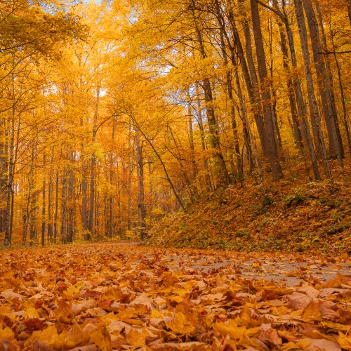 Forest Road in the Fall