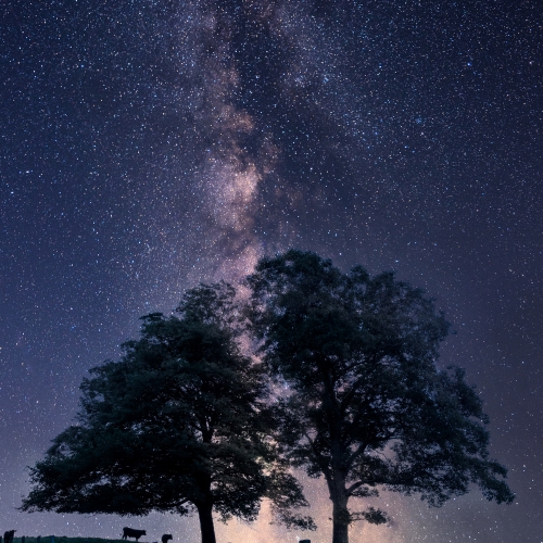 Cows along the Milky Way