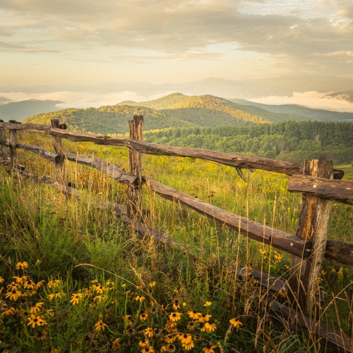 Golden Hour and Sunflowers