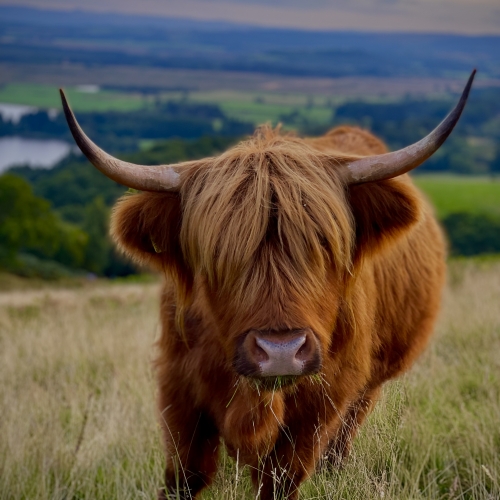 Highland Cow