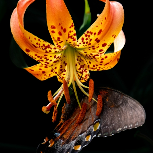 Tiger Swallowtail on Turks Cap