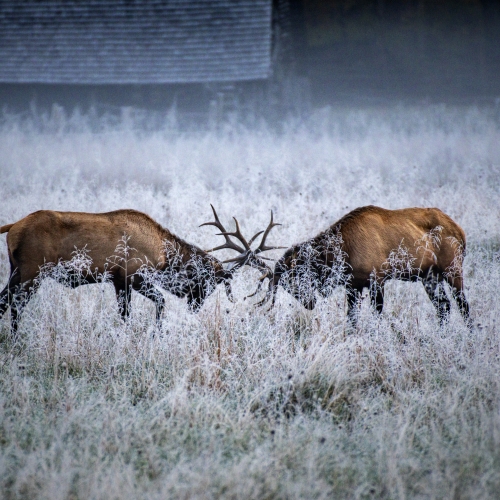 Duel of Oconaluftee