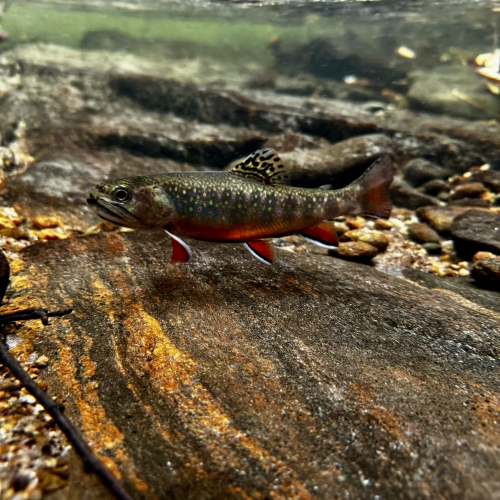 Nantahala Native