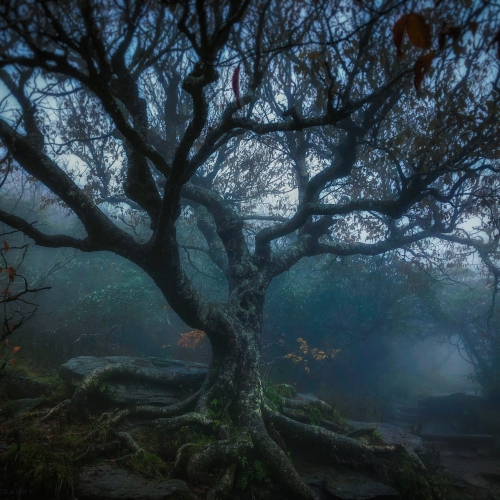 The Craggy Birch