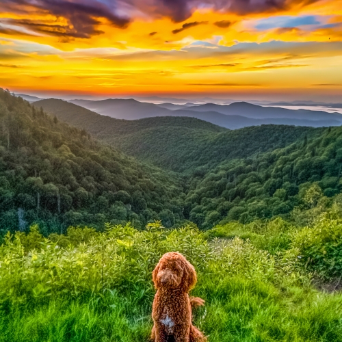 Sunset Companion