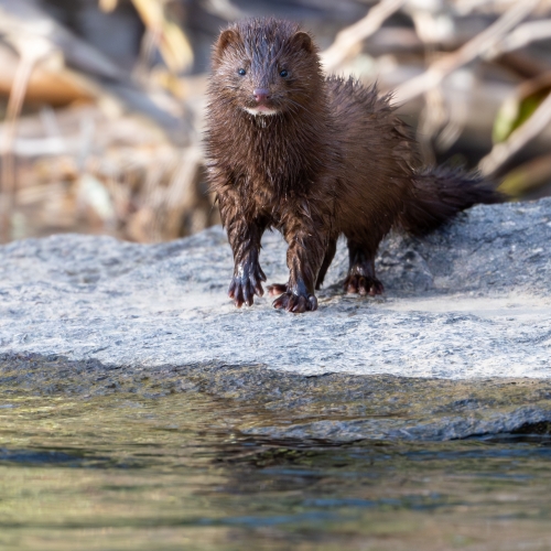 Mink on the Watauga River