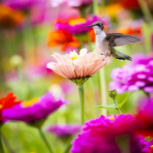 Ruby Throated Hummingbird