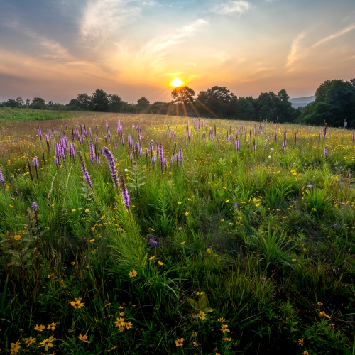 A Flower Power Golden Hour in Doughton Park