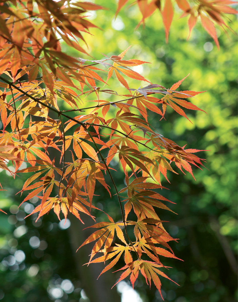 maple tree kingdom for the of maples maple tree kingdom for the of maples